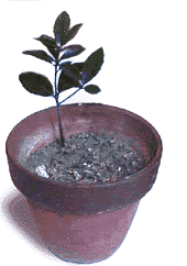 どんぐりの植木鉢