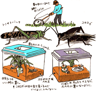 バッタとこおろぎ