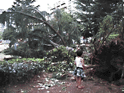 ki02.gif (15k)