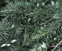 ڂ