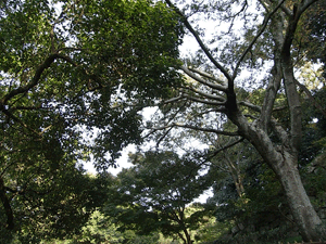 20101111_kiku_1