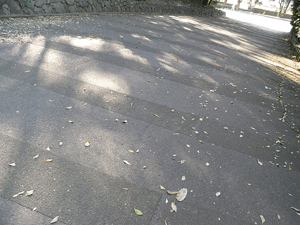 20101111_kiku_2