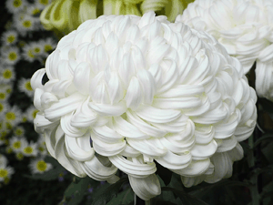 20101111_kiku_5