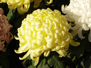 20101111_kiku_8