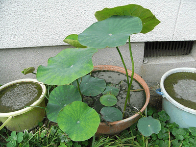 20110531lotus_1