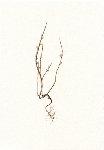 deadgrass200905_1
