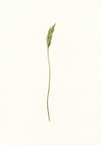 deadgrass200905_2