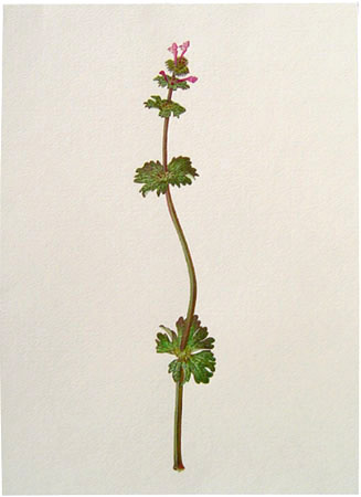 henbitdeadnettle