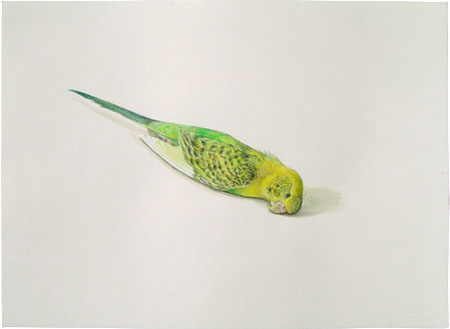 little_bird