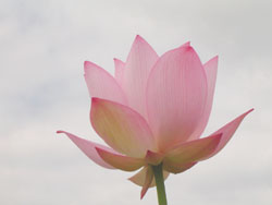 lotus060730_11