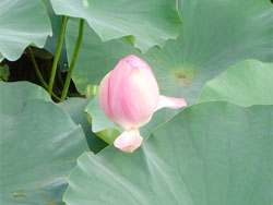 lotus060730_2