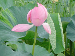 lotus060730_3
