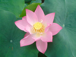 lotus060730_4