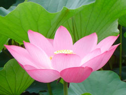 lotus060730_6