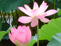 lotus060730_7
