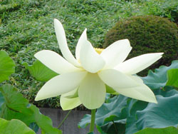 lotus060730_8