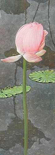 lotus080503