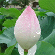 lotus200607