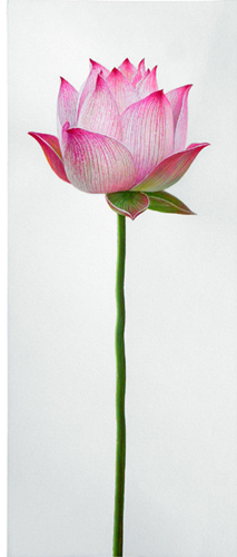 lotus200903_3
