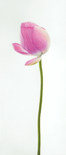lotus200904_1.jpg