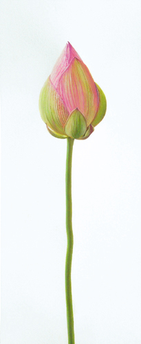 lotus200904_2