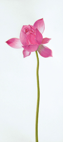 lotus200904_3