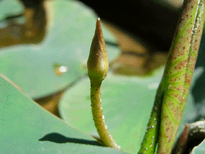 lotus20090530_3