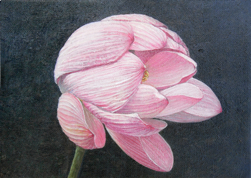 lotus200905_1