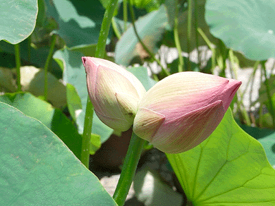 lotus20090715_12