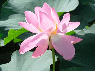 lotus20090715_3