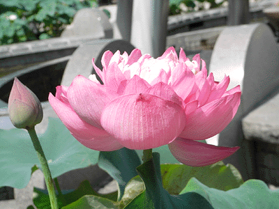 lotus20090715_6