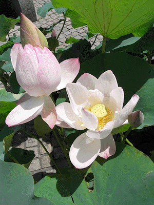 lotus20090715_7