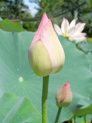 lotus20090715_8