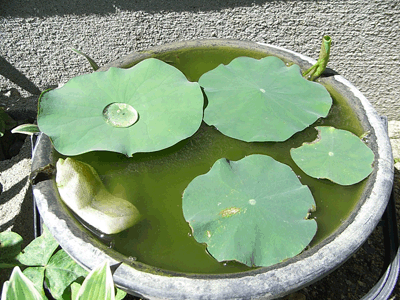 lotus20110710_2