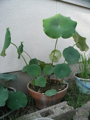 lotus20110816_1