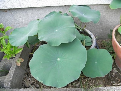 lotus20110816_2