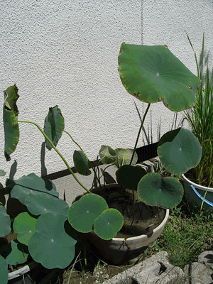 lotus20110907_1