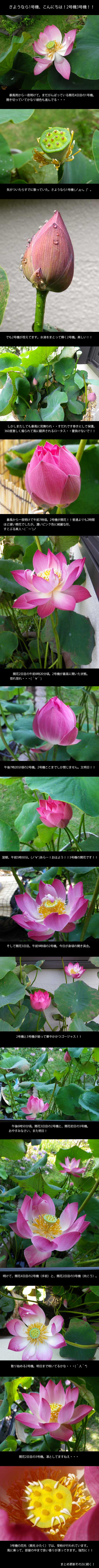 lotus201300718_1