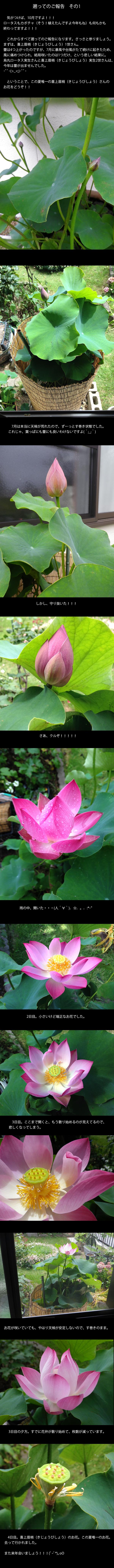 lotus20151013_1