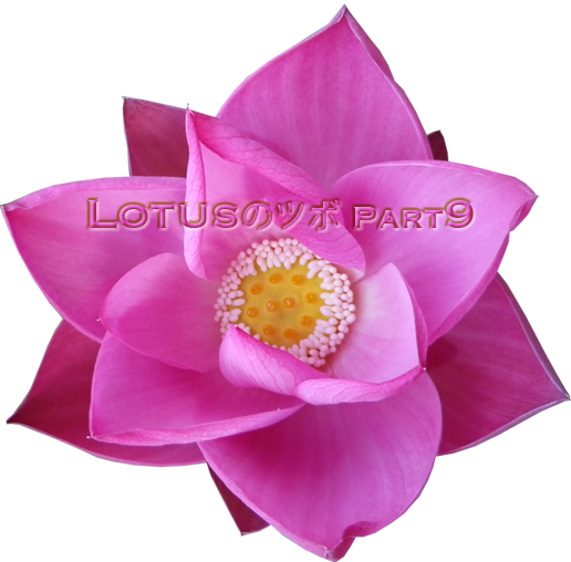lotus_9_logo
