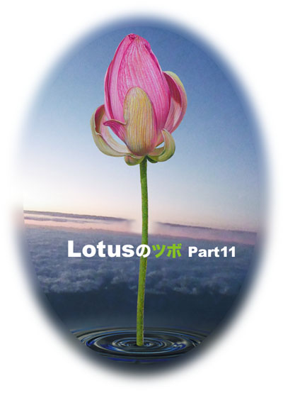 lotusnotsubo11