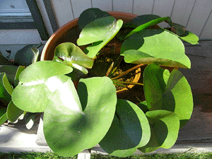 waterlily20100724_1