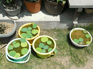 080720lotus