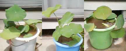 蓮2005