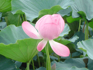 蓮2005