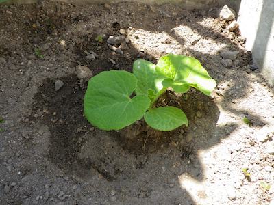 kabocha20120516