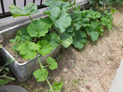 kabocha20120623.jpg