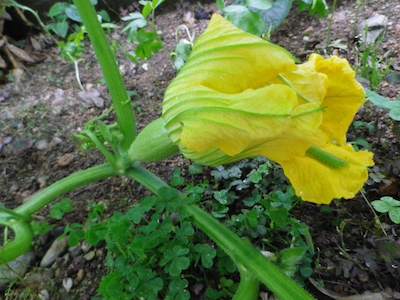 kabocha20120623_1.jpg