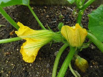 kabocha20120623_2.jpg