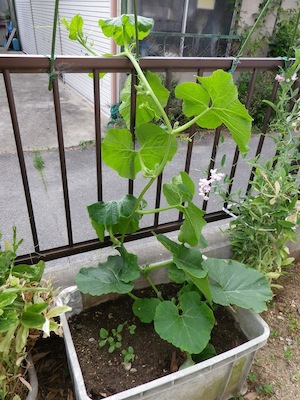 kabocha_uri20120613